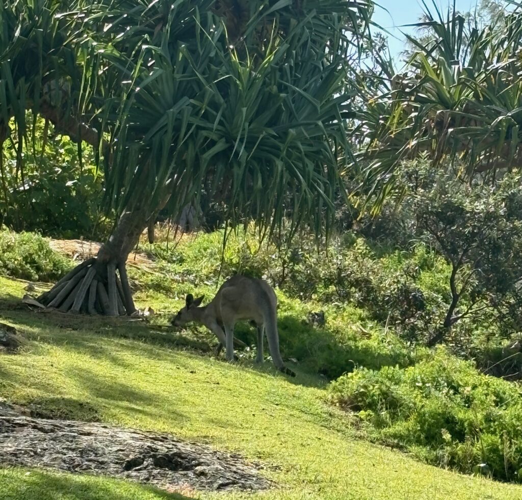 野生のカンガルー